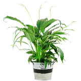 Purifying Peace Lily Round Tin Pot
